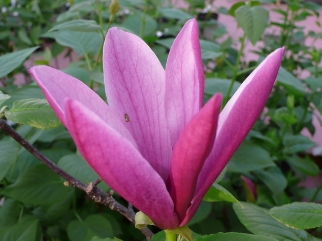 MAGNOLIA liliiflora Nigra