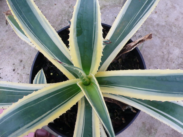 AGAVE americana Variegata