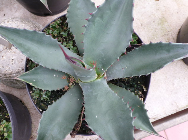 AGAVE americana