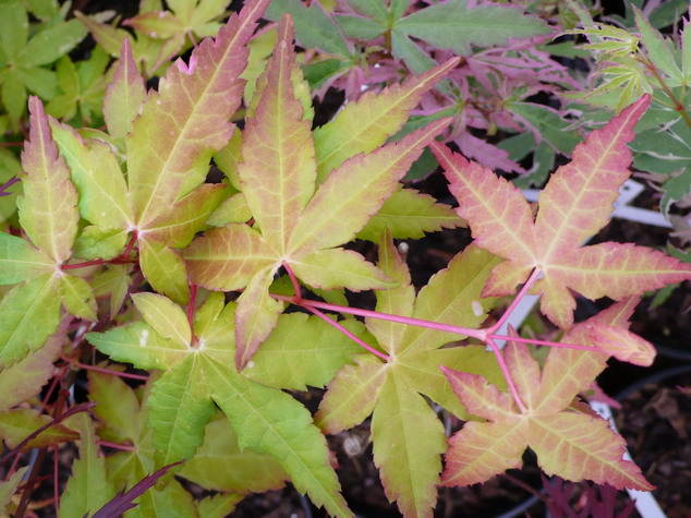 ACER palmatum Ueno Yama