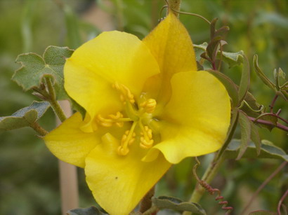 FREMONTODENDRON californicum Pacific Sunset