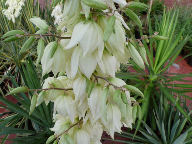 YUCCA filamentosa