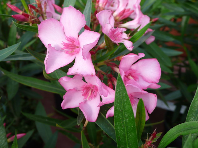 NERIUM oleander Minouche