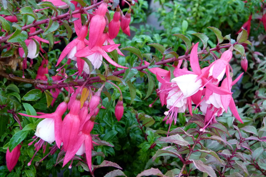 FUCHSIA Alice Hoffman | Fuchsia Alice Hoffman | Pépinière en ligne de