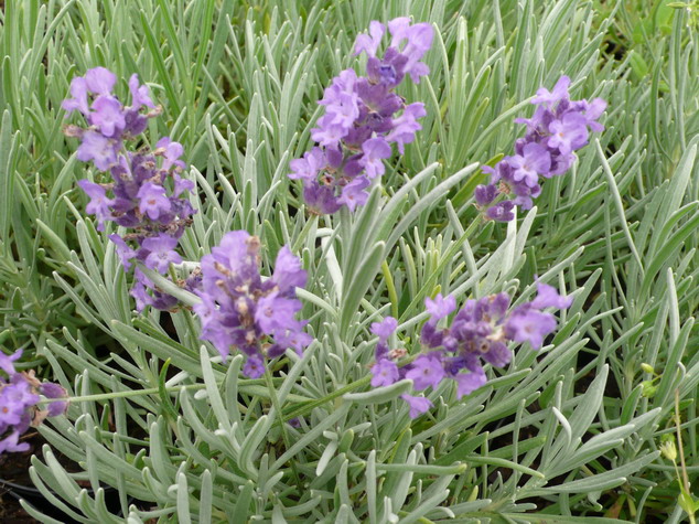LAVANDULA angustifolia Imperial Gem