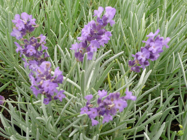 LAVANDULA angustifolia Imperial Gem