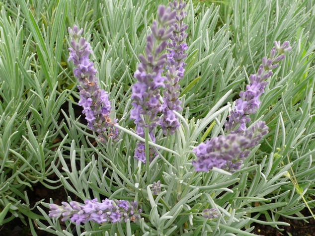 LAVANDULA angustifolia Grosso