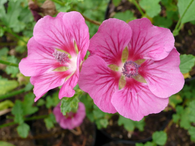 ANISODONTHEA Large Red