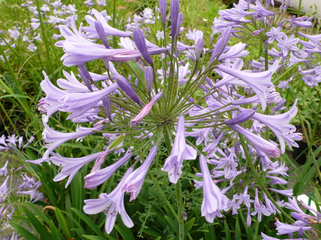 AGAPANTHUS umbellatus Dr Brouwer