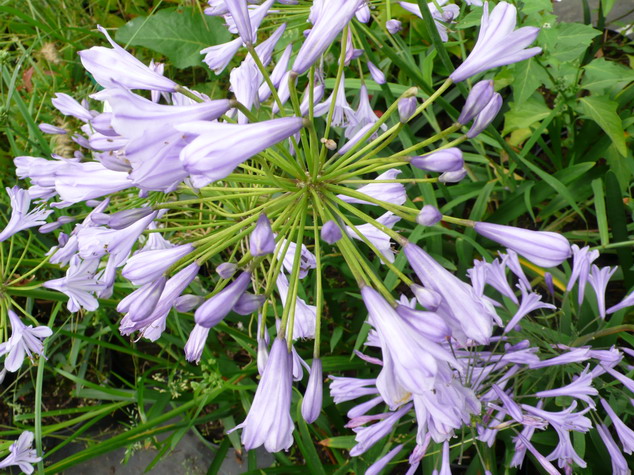 AGAPANTHUS umbellatus Donau