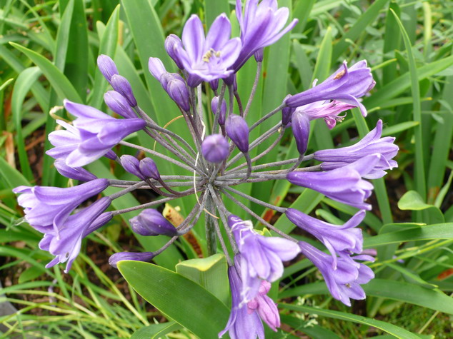 AGAPANTHUS umbellatus Bleu Nuit