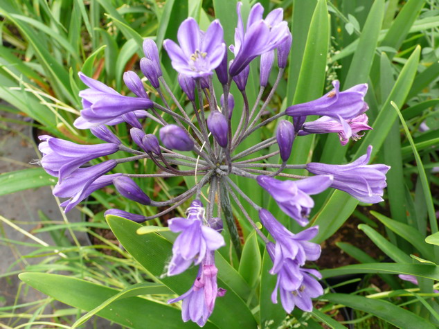 AGAPANTHUS umbellatus Bleu Nuit