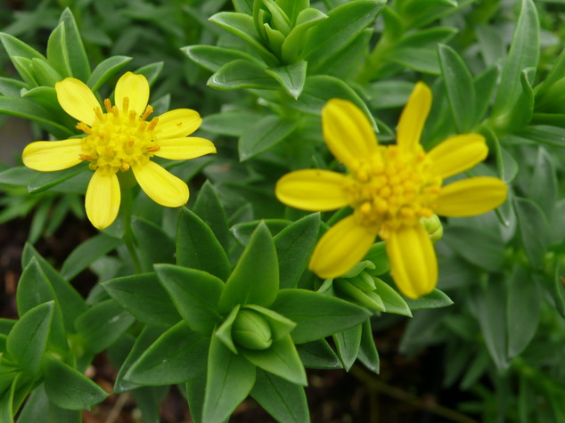 EURYOPS tysonii