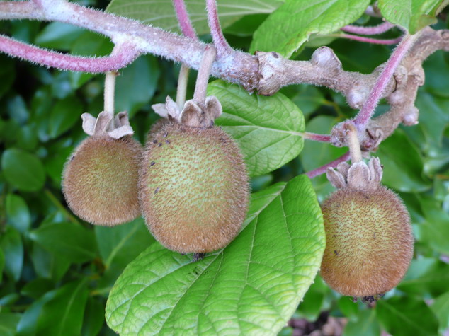 ACTINIDIA chinensis Femelle CV 300