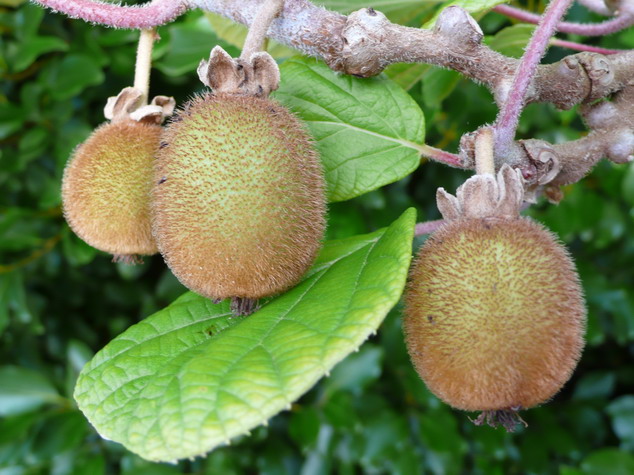 ACTINIDIA chinensis Femelle CV 300