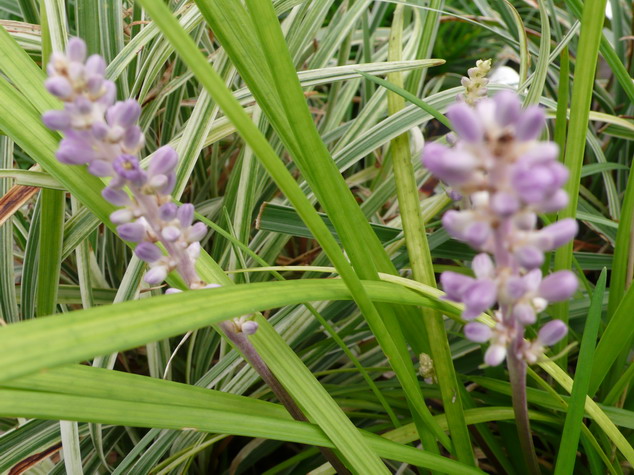 LIRIOPE muscari Silver Ribbon