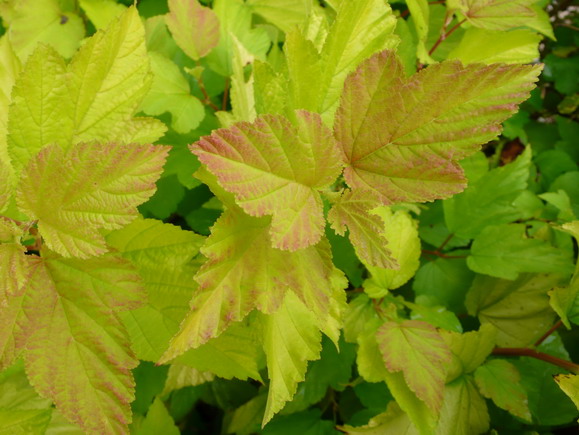 PHYSOCARPUS opulifolius Dart's Gold