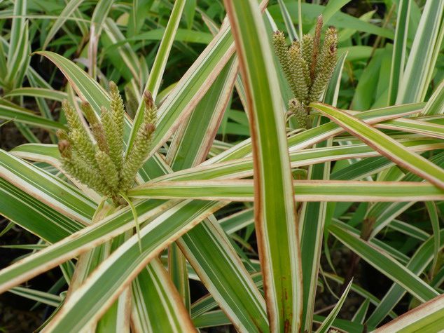 CAREX phyllocephala Sparkler