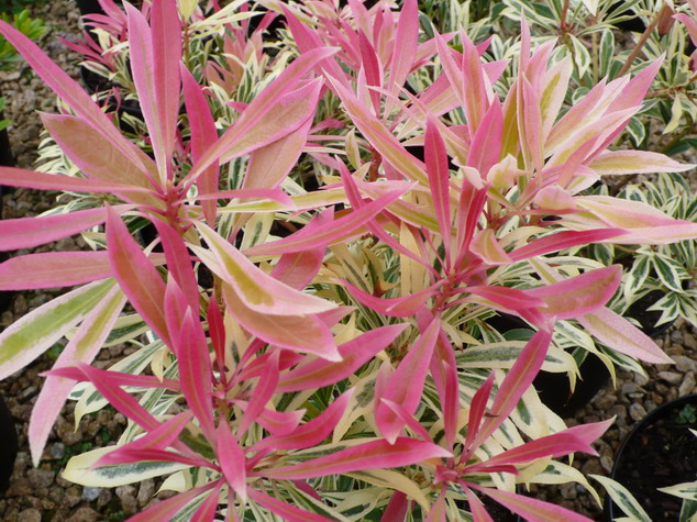 PIERIS japonica Havilla