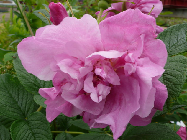 ROSA rugosa Pussy