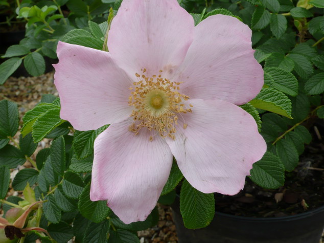 ROSA rugosa Frau Dagmar Hastrup