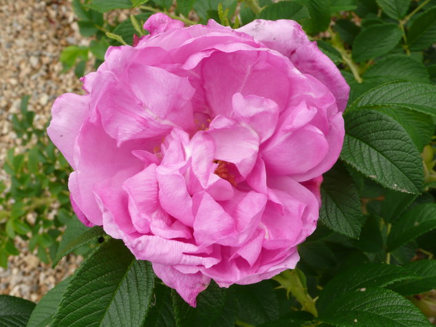 ROSA rugosa Passion ®