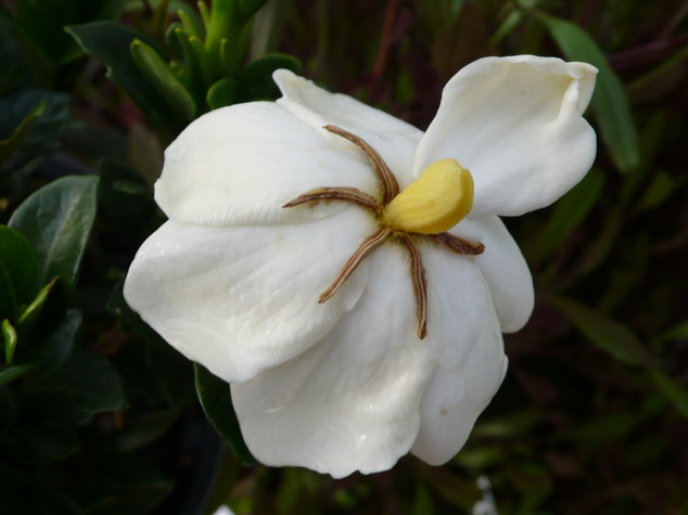 GARDENIA jasminoides Kleim's Hardy