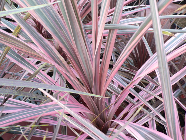 CORDYLINE australis Southern Splendour