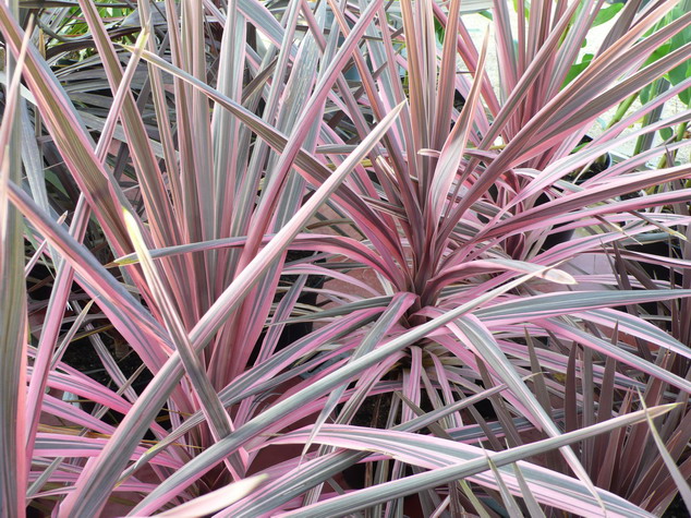 CORDYLINE australis Southern Splendour