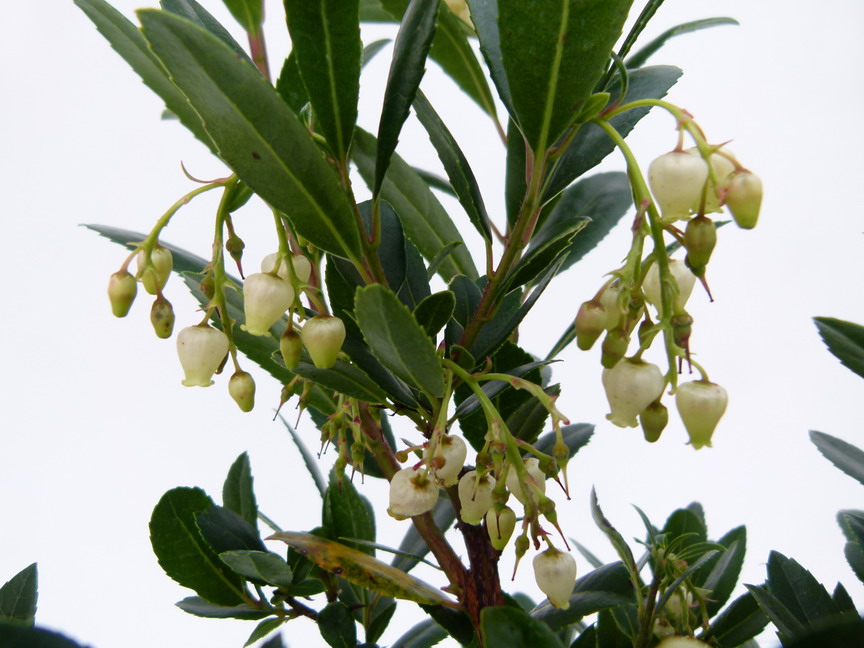 ARBUTUS unedo Atlantic