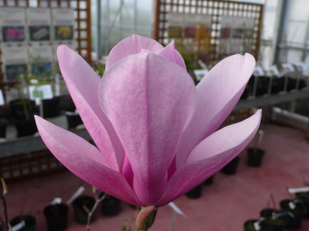 MAGNOLIA X.soulangeana Sundew