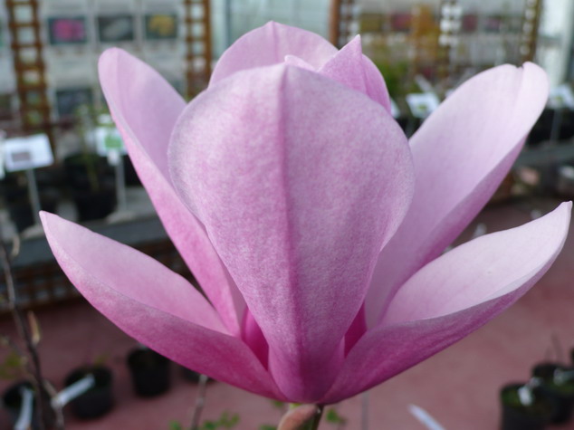 MAGNOLIA x.soulangeana Sundew