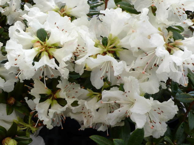 RHODODENDRON moyen Cream Crest