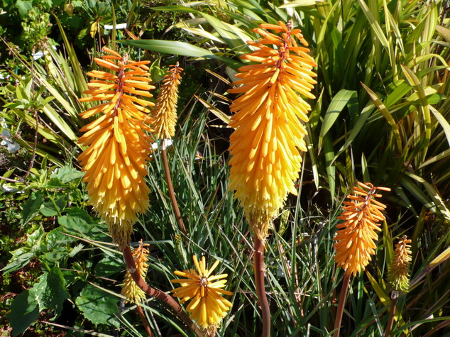KNIPHOFIA Shining Sceptre