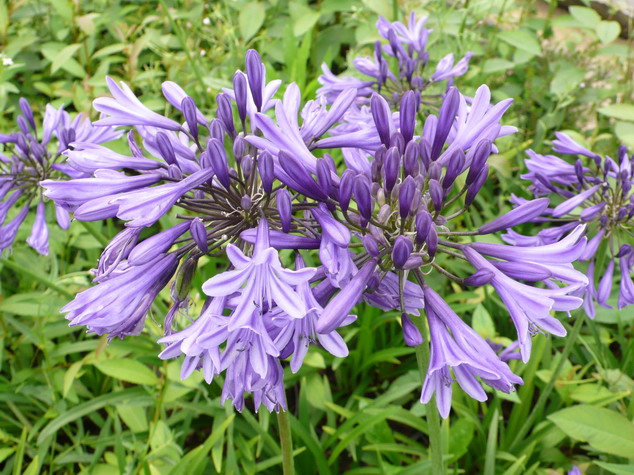 AGAPANTHUS Navy Blue