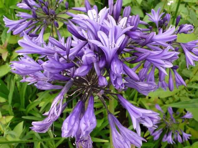 AGAPANTHUS Navy Blue