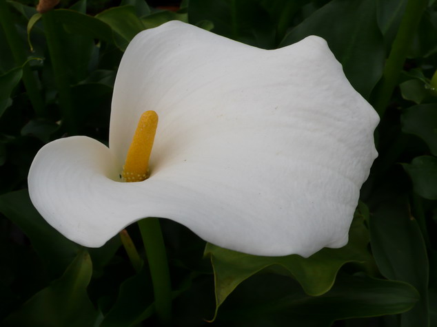 ZANTEDESCHIA aethiopica