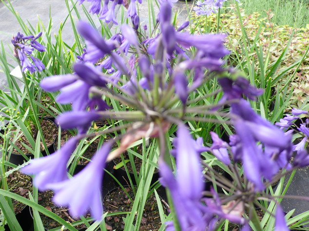 AGAPANTHUS Midnight Blue