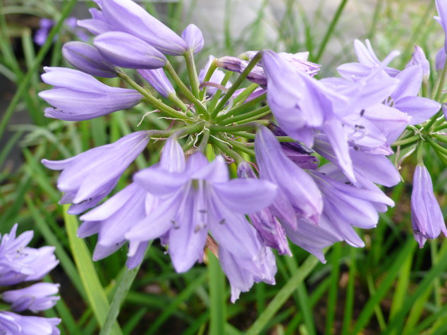 AGAPANTHUS Headbourne Hybride