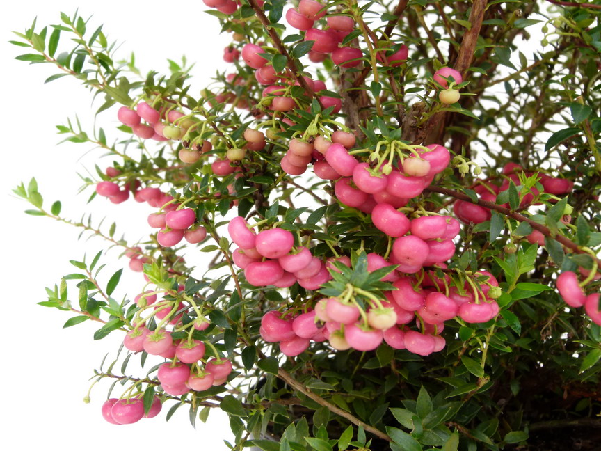 PERNETTYA mucronata Crimsoniana