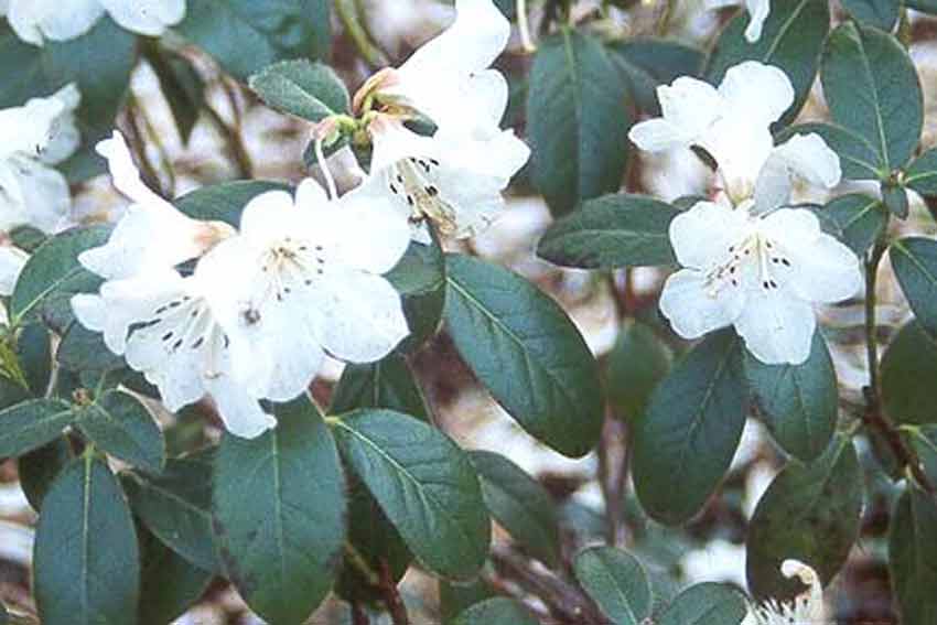 RHODODENDRON moyen Snow Lady