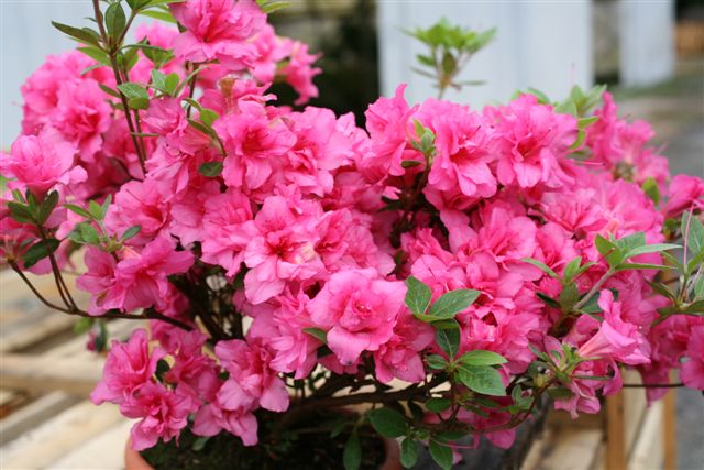 AZALEA japonaise Lily Marlene