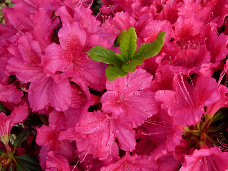 AZALEA japonaise Georg Arends