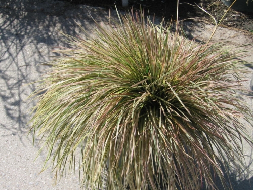 DESCHAMPSIA cespitosa Nothern Light