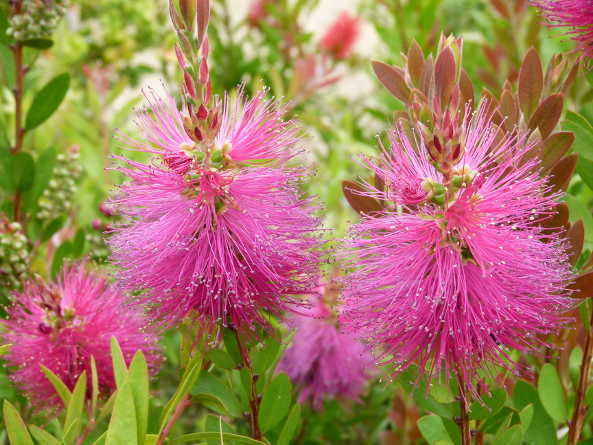 CALLISTEMON viminalis Hot Pink ®