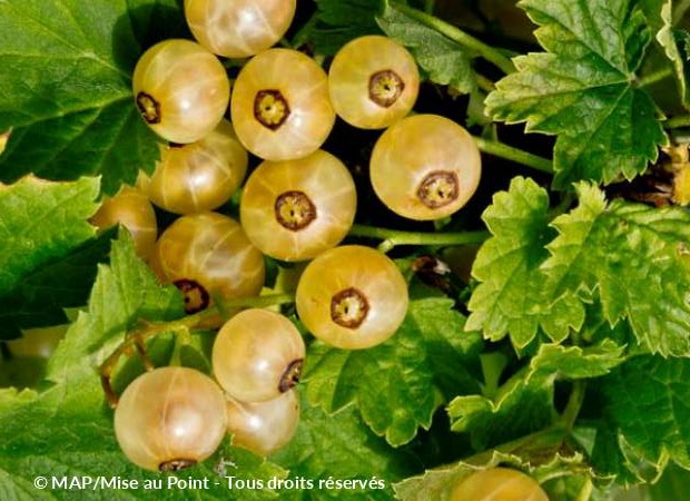 GROSEILLIER à grappes Versaillaise Blanche