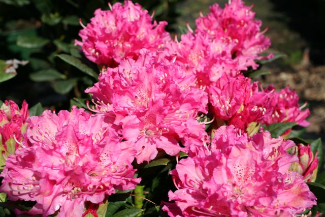 RHODODENDRON hybride Rocket