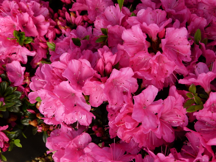 AZALEA japonaise Anne Frank
