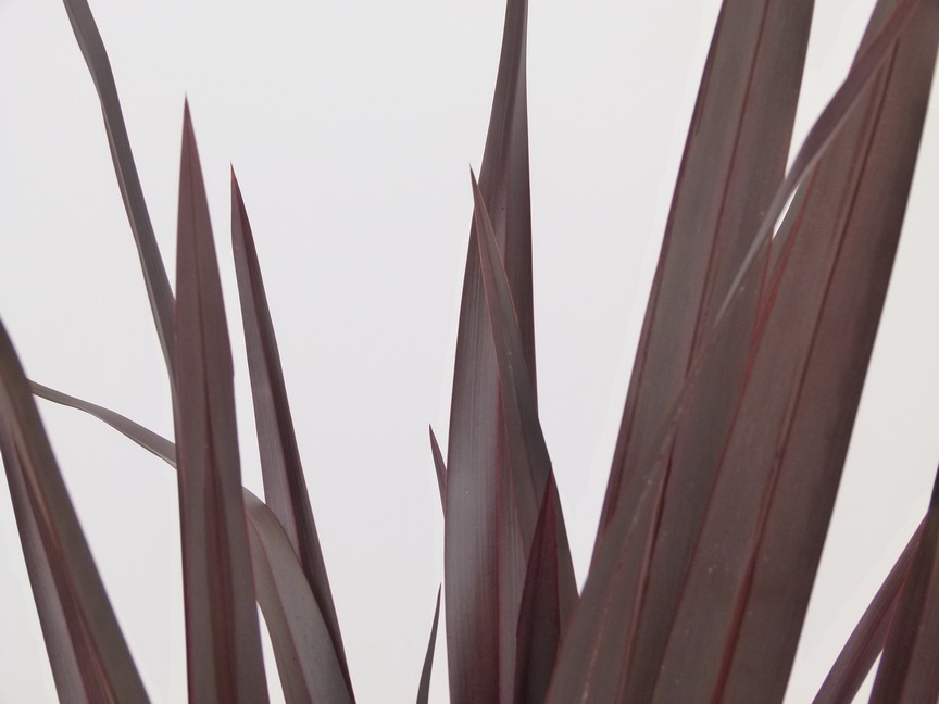 PHORMIUM Black Adder ®