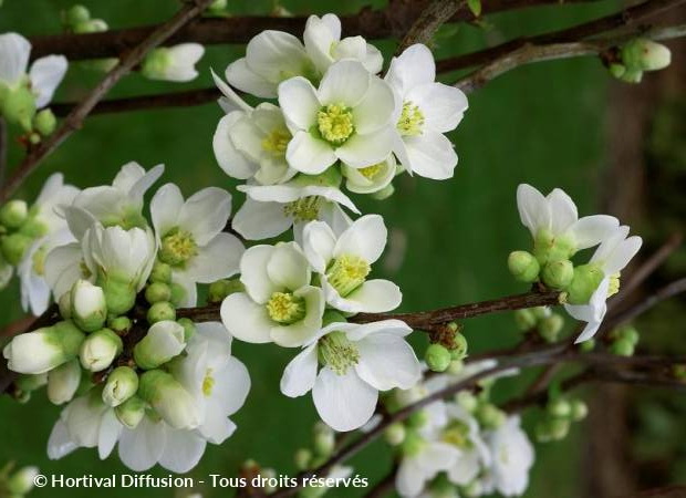 CHAENOMELES speciosa Nivalis